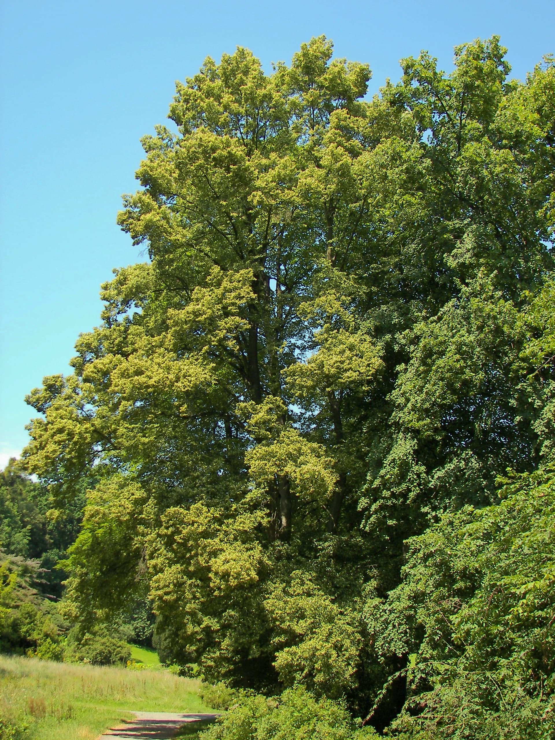 Липа крупнолистная