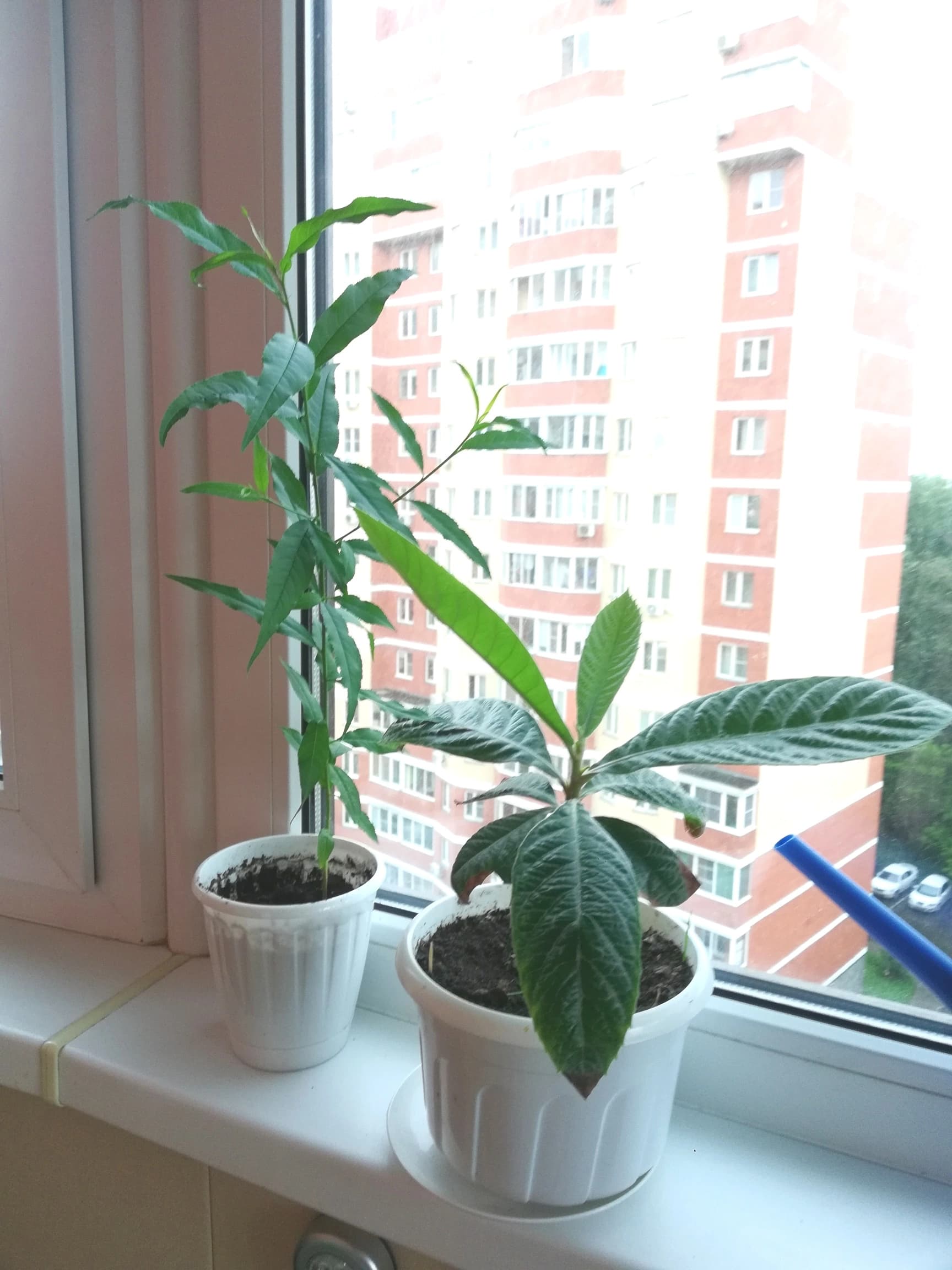 Здравствуйте! Грейфрут. С 22 года из кости. Периодически ржавеют и сохнут листья. Зимой. Пересаживала раза 2 как большой вырос. Последний раз осенью 25 г. Не мал ли горшок? Говорят, что из-за постоянных сквозняков (я всегда проветриваю, даже зимой) и малого горшка он скоро загнется. Мучаюсь - думаю как быть если доростет до потолка, если каждый раз увеличивать обьем горшка. или так не бывает? Расставаться жалко, 1 лимон вполовину роста отдала - так его загубили 😭
На фото греп, и мушмула. У неё тже ржавеют листья, пепесадмла осенью - прошло. Те перь опять начали. Не смотря на это вверх растет макушка новая, зеленая, а ржавые листья отваливаются. Чего ей не хватает? Отдала бы в теплицу в огороде, но в нашем климате она не выживет 😢