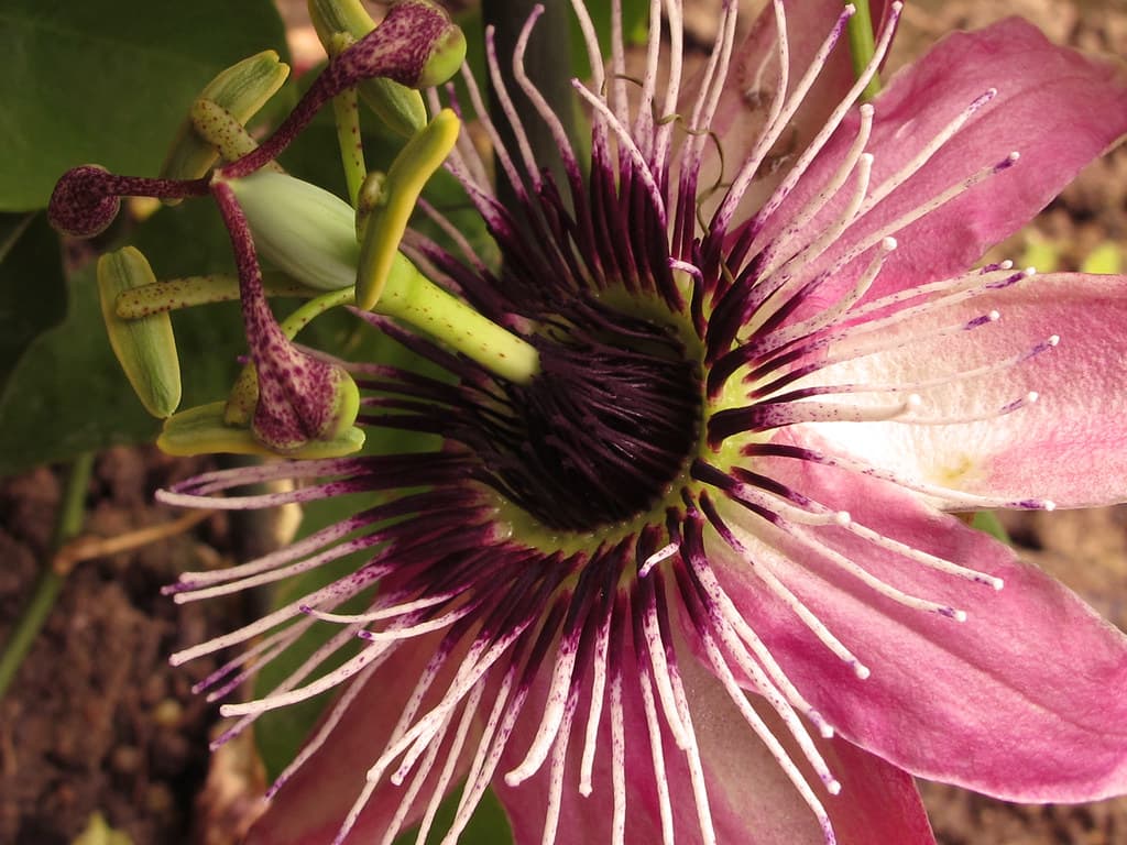 Пассифлора (Страстоцвет) “Violacea Victoria”
