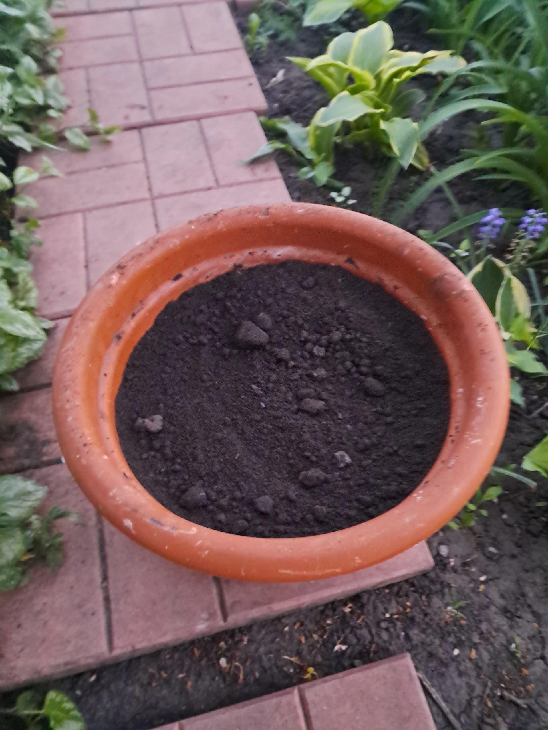 Эксперимент с ясколкой зеленчуковой.