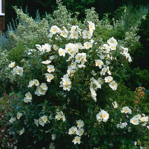 Cistus x florentinus (Флорентийская каменная роза)