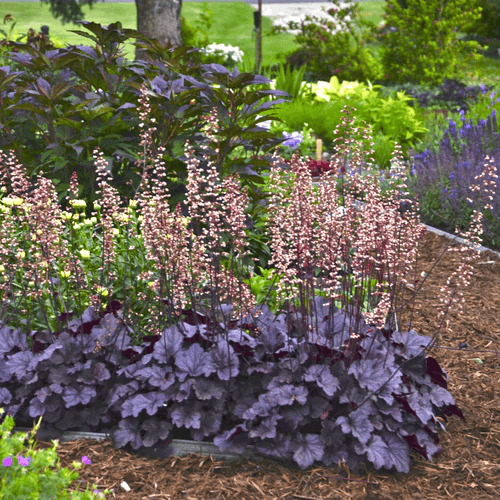 Гейхера 'Виноградные Ожидания'