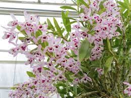 Дендробиум благородный