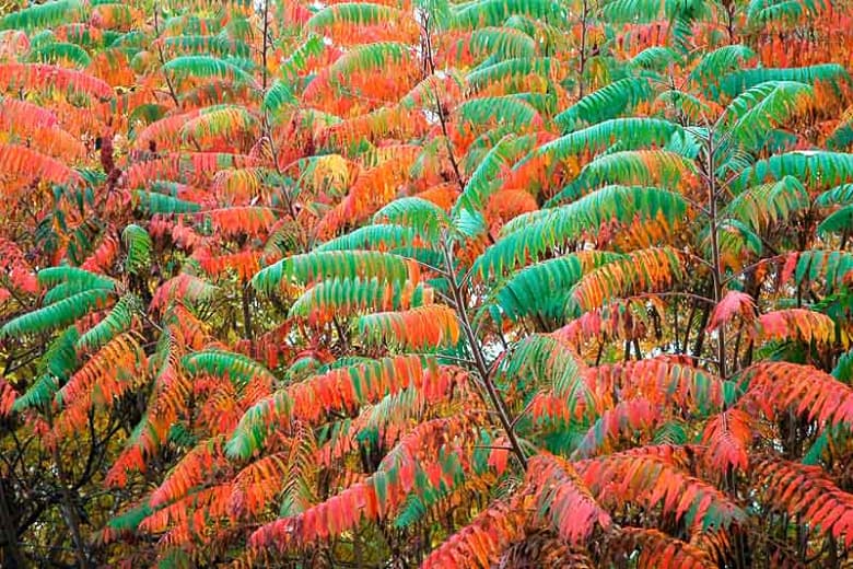 Rhus glabra (Гладкий сумах)
