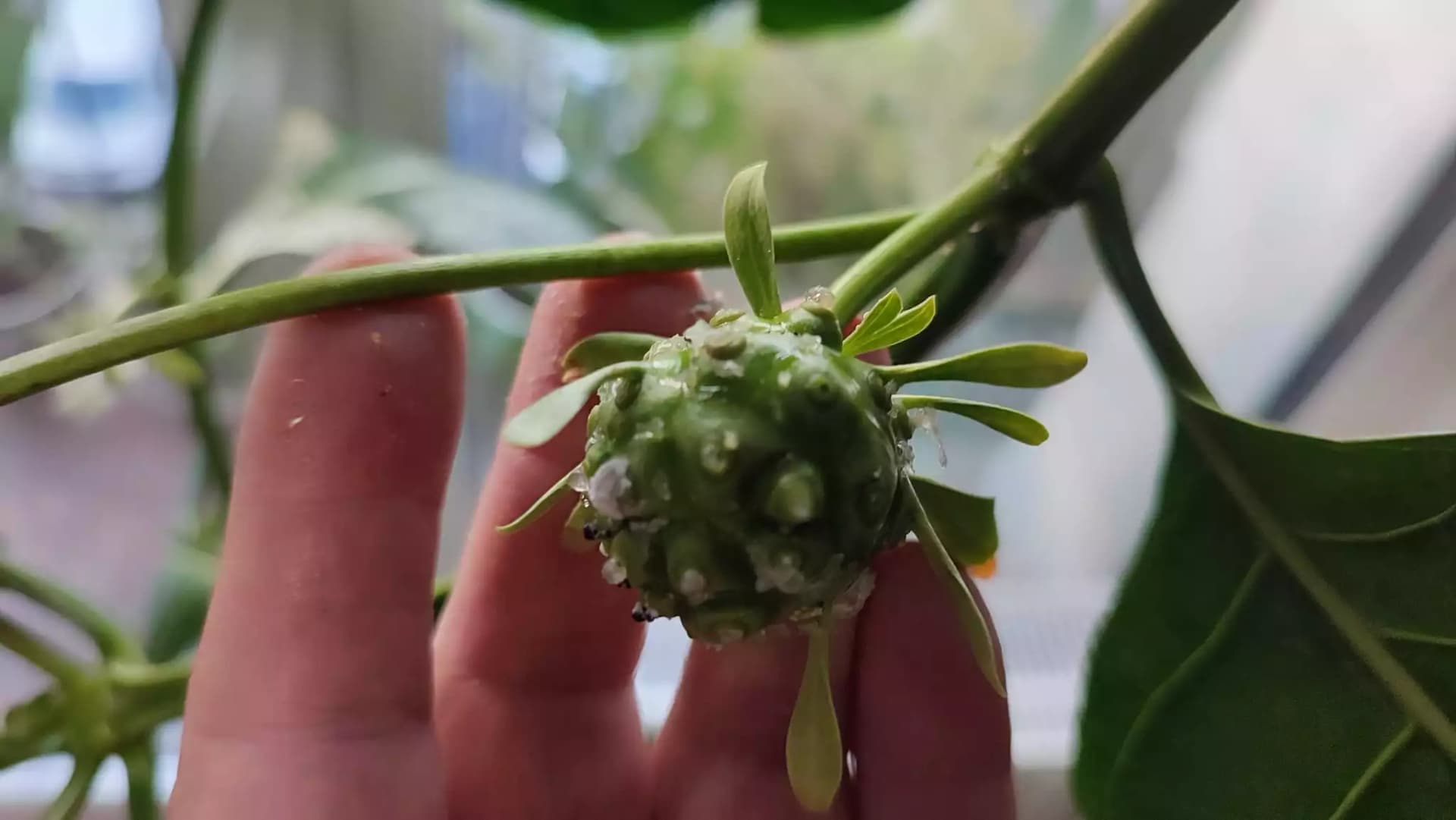 Моринда цитрусолистная, или нони (Morinda citrifolia) — «сырное дерево» из Юго-Восточной Азии