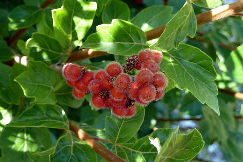 Rhus aromatica (Душистый сумах)