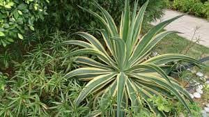 Агава десметиана 'Variegata'