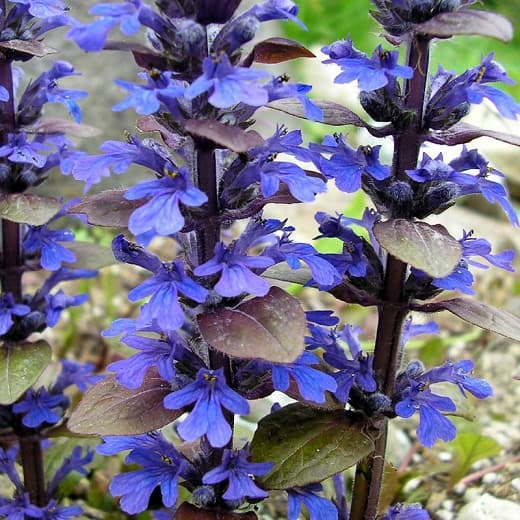 Ajuga reptans 'Bronze Beauty' (Ковровый стеклярус)