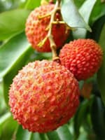 Личи китайское "Kwai Mai"