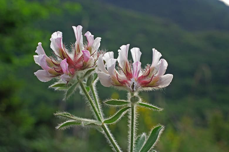Dorycnium hirsutum (Волосатый канареечный клевер)