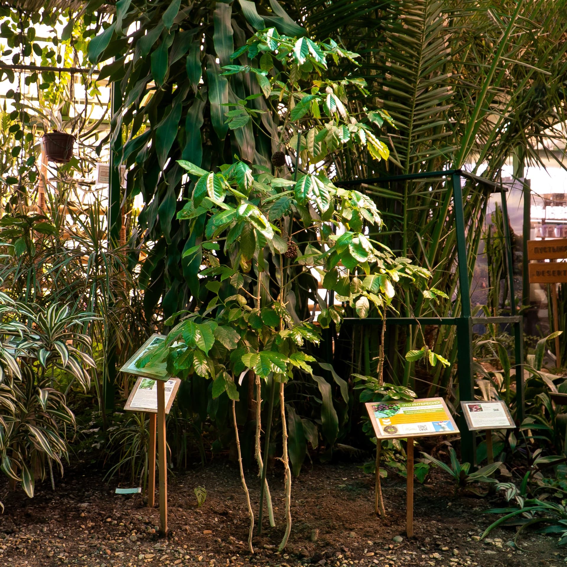 Coffea arabica, также известная как кофе арабика.