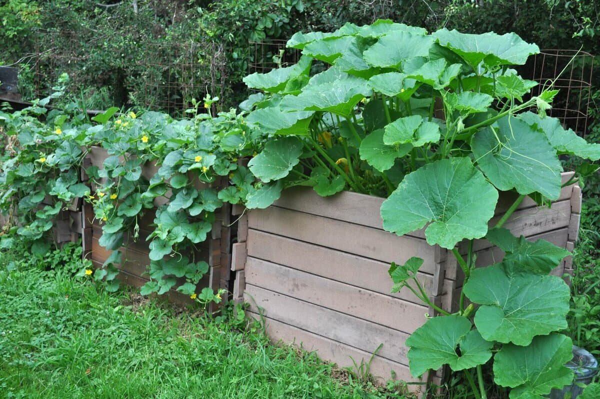 Кабачок