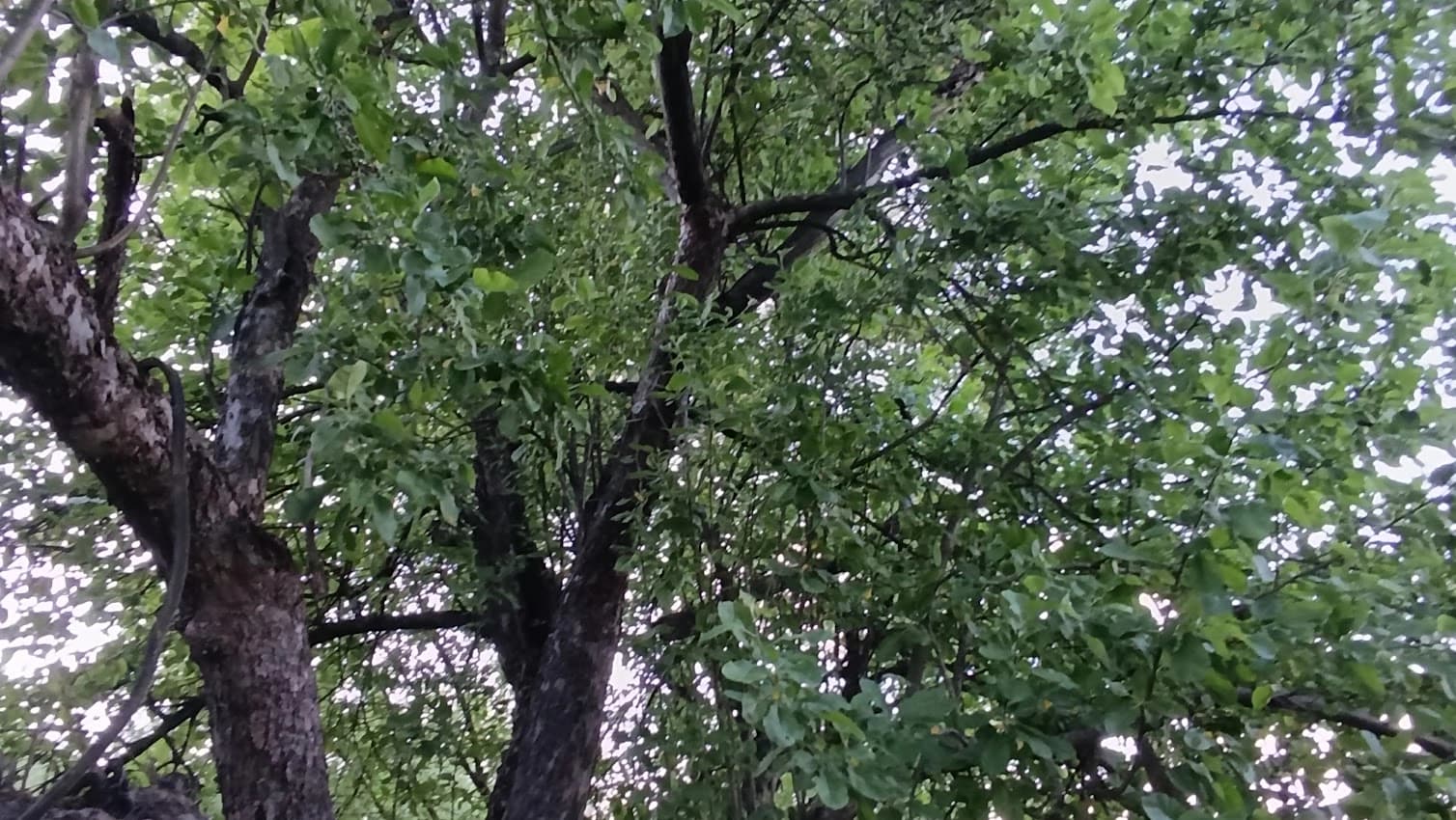 Самая большая старая яблоня