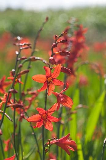 Крокосмия × crocosmiiflora 'Babylon'