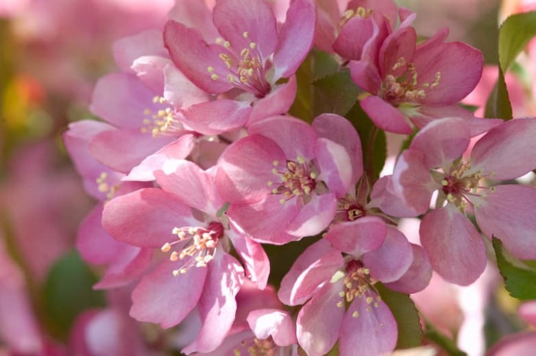 Крабовое яблоко Malus 'Thunderchild'