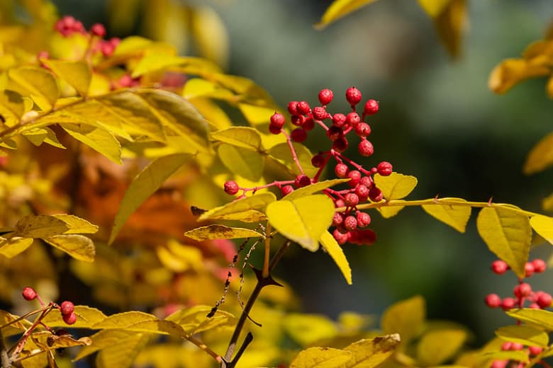 Zanthoxylum americanum (Ясень колючий)