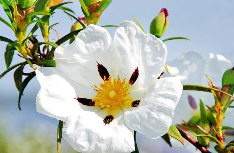 Cistus ladanifer (Малиново-пятнистая каменная роза)