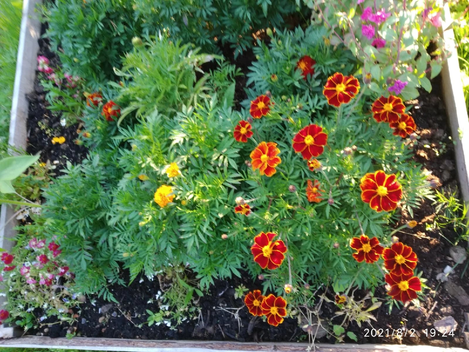 Бархатцы замёрзли