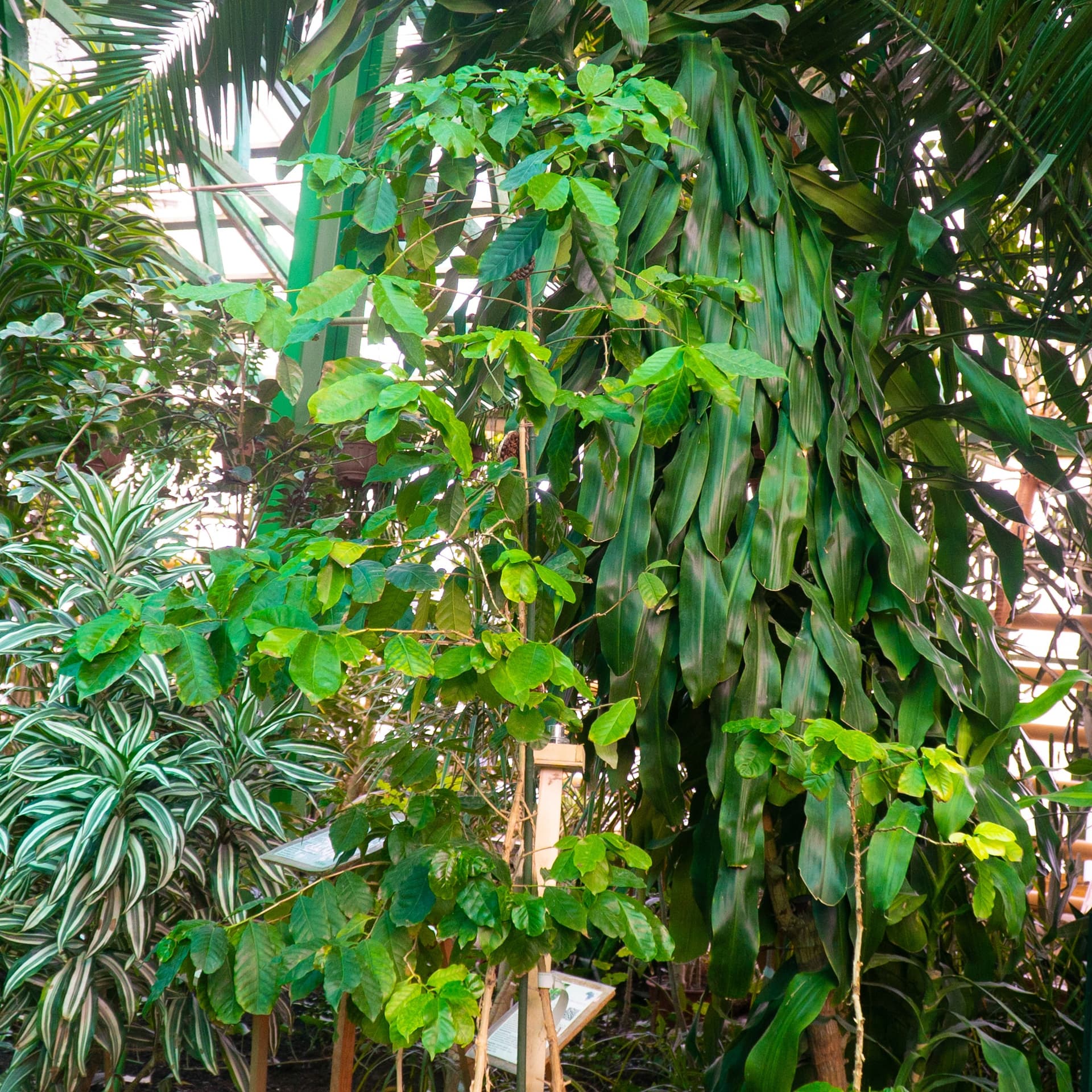 Coffea arabica, также известная как кофе арабика.