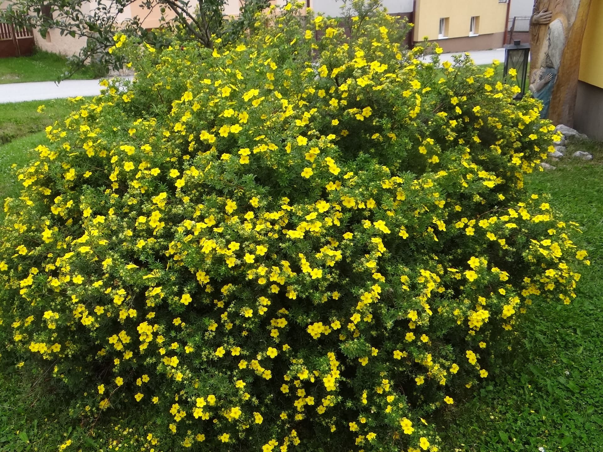 Лапчатка кустарниковая