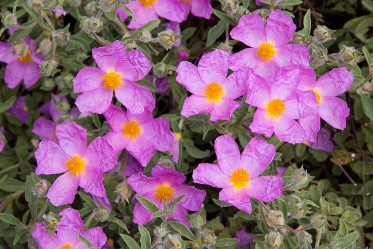 Cistus creticus ssp. инканус (Розовая каменная роза)