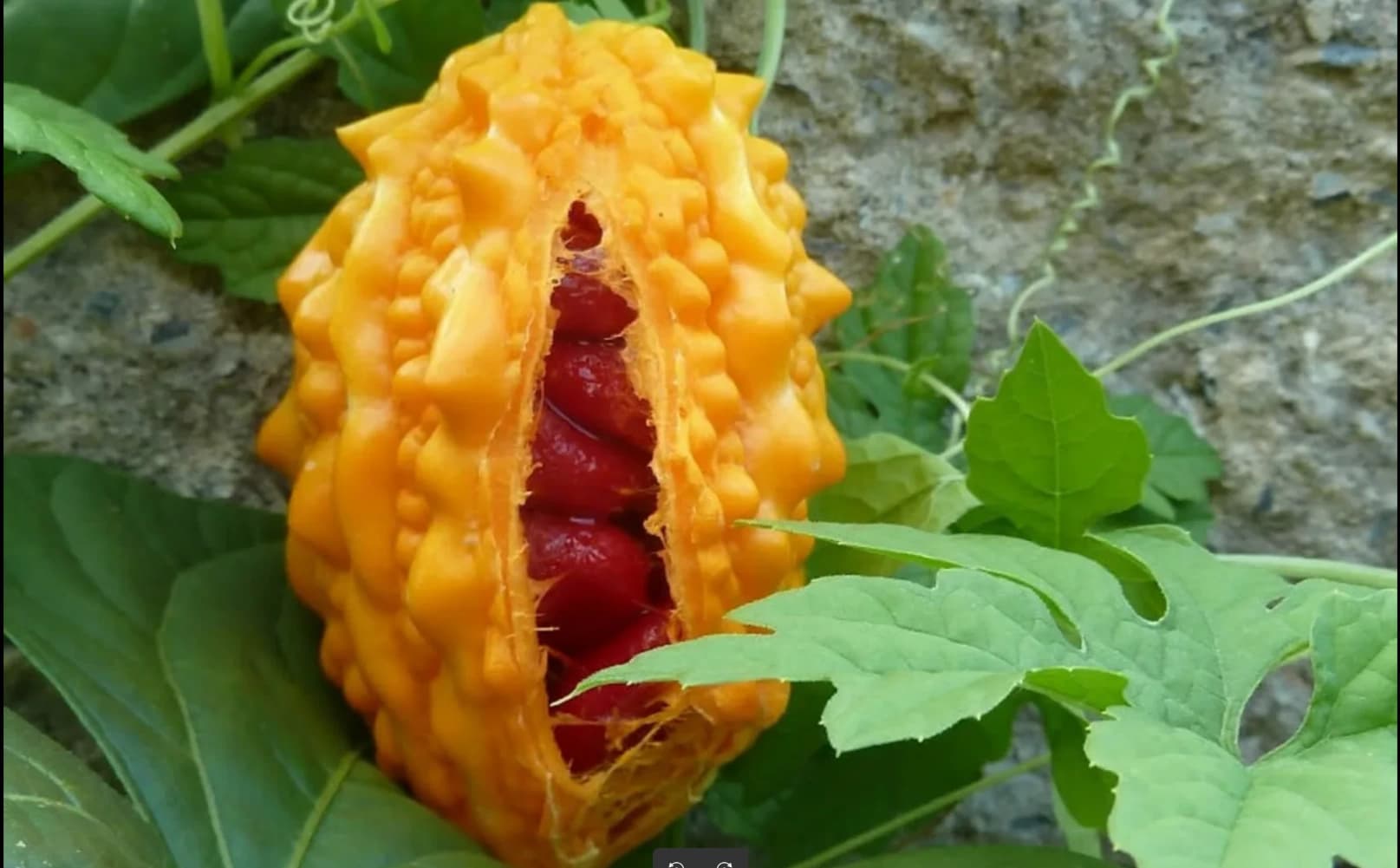 Момордика