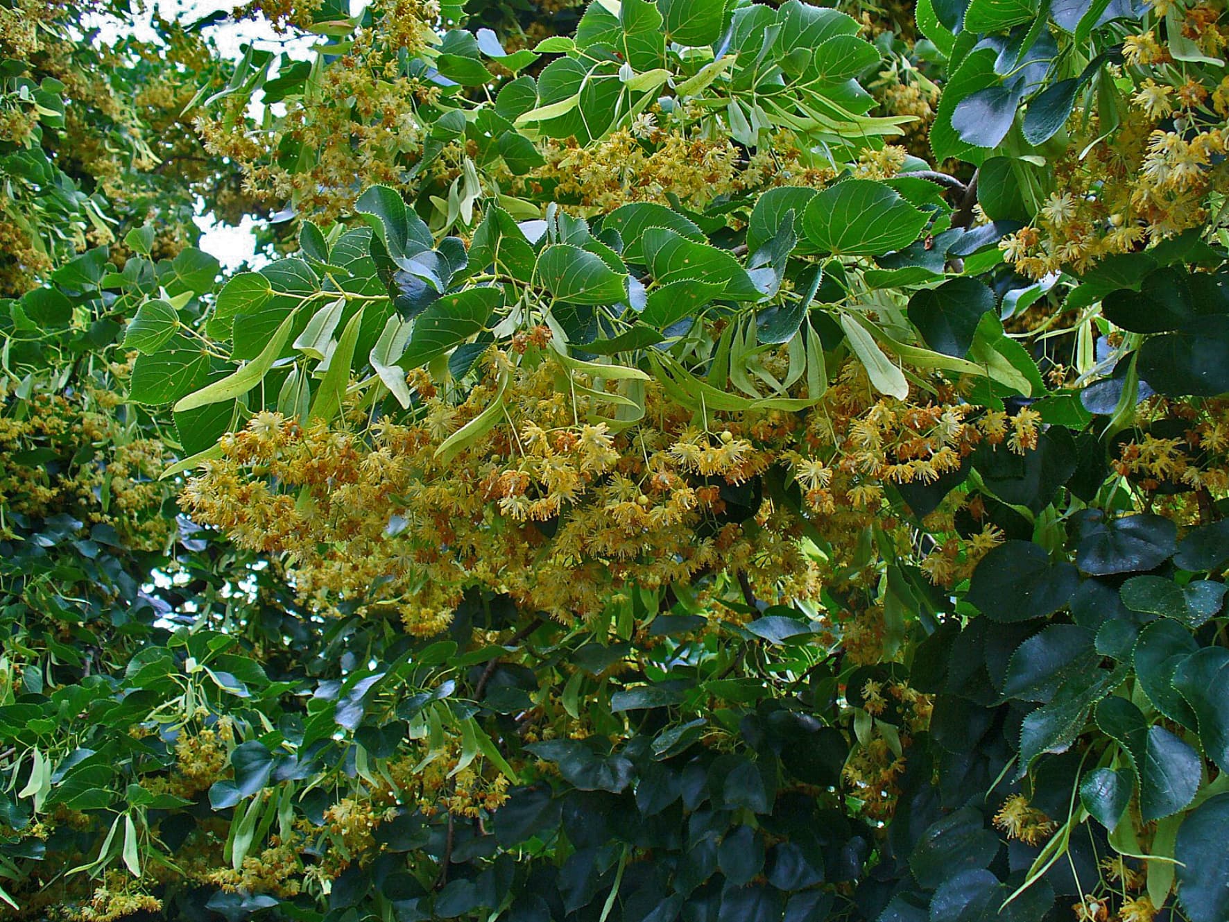 Липа окрашенная