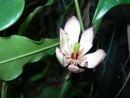 Микелия, (Michelia alba, champaca, yunnanensis, etc.)