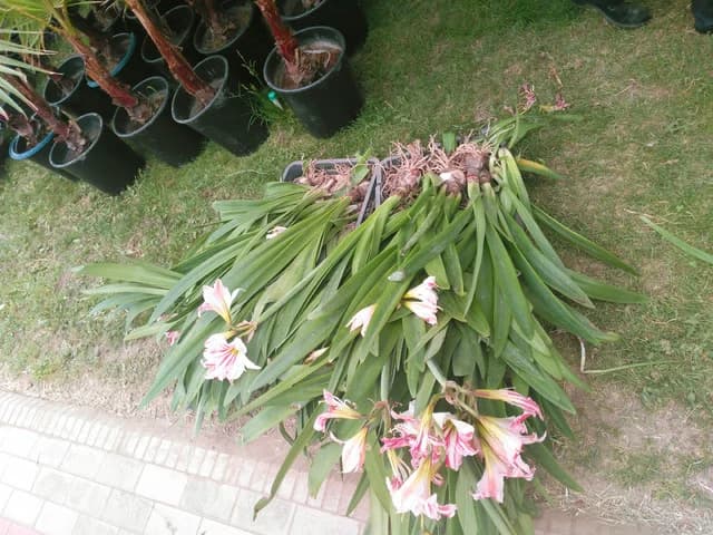 Изображения комментария