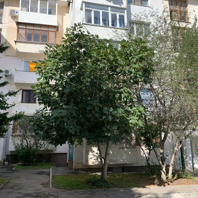 Изображения комментария
