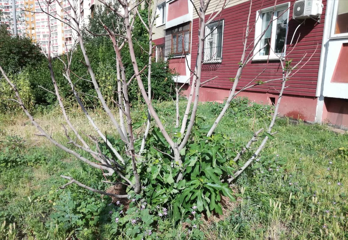 Изображения комментария
