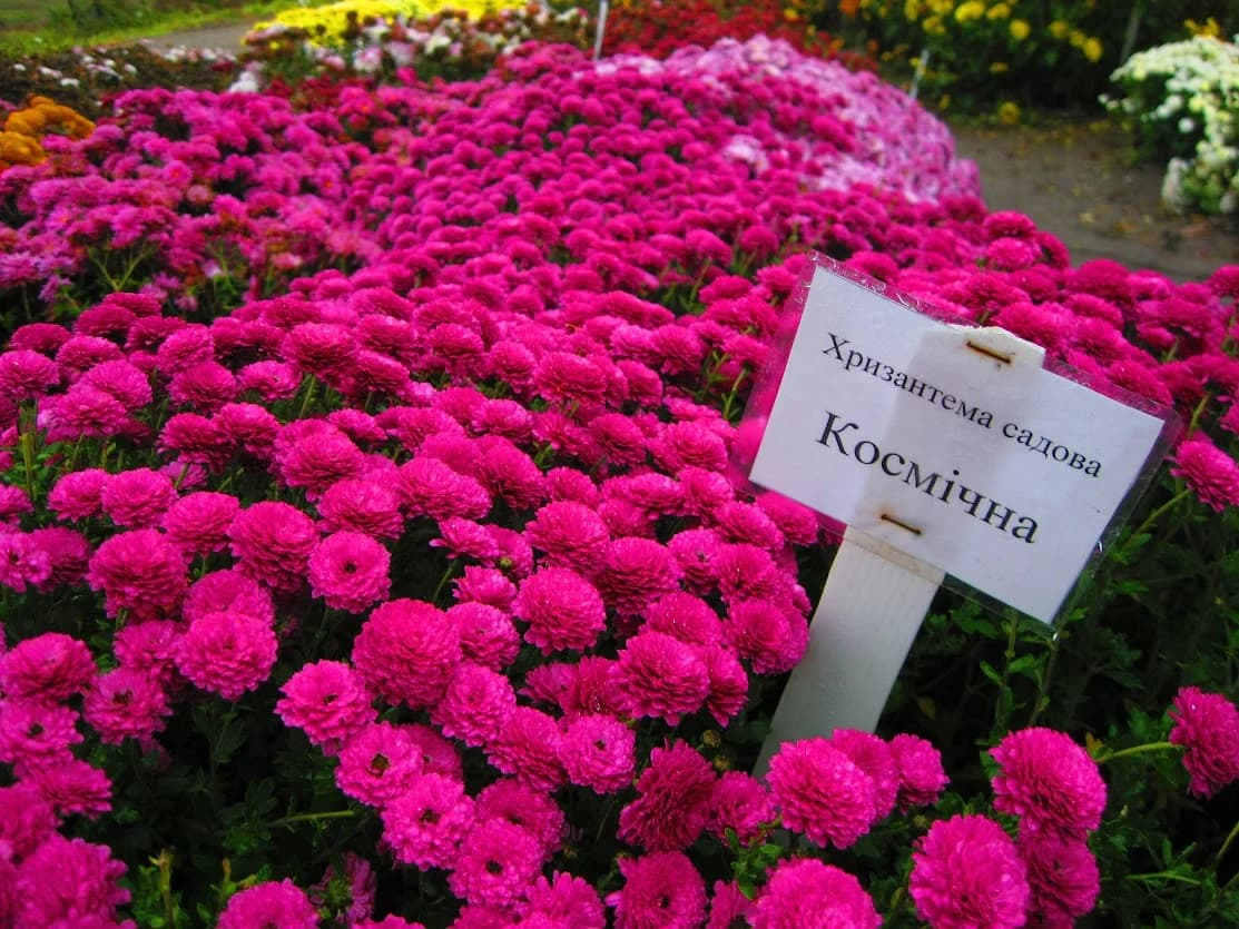 Изображения комментария