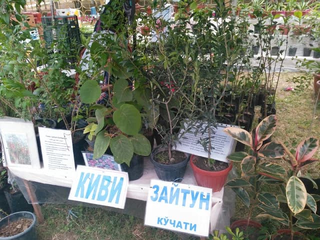 Изображения комментария