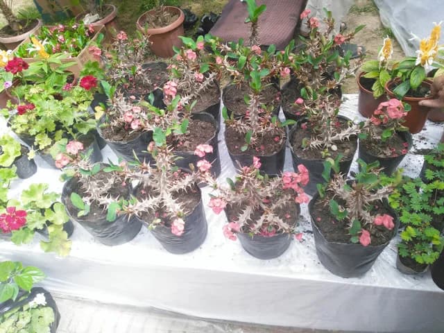 Изображения комментария