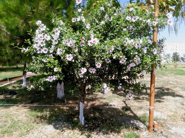 Изображения комментария