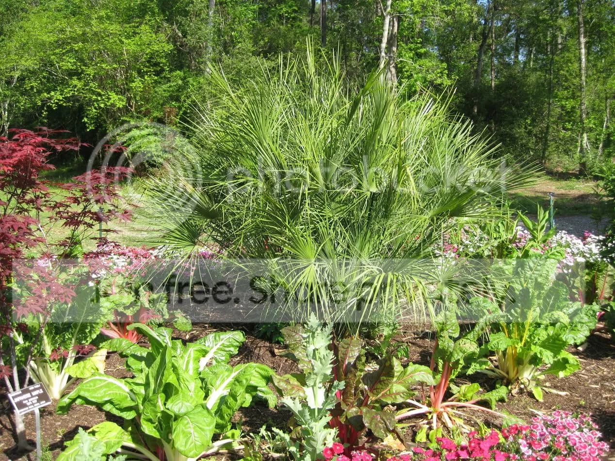 Изображения комментария