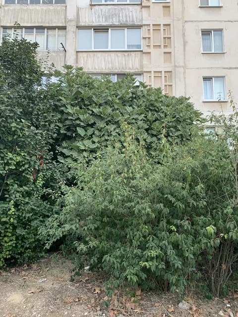 Изображения комментария