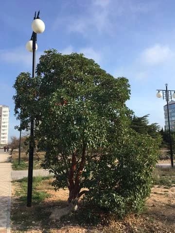 Изображения комментария