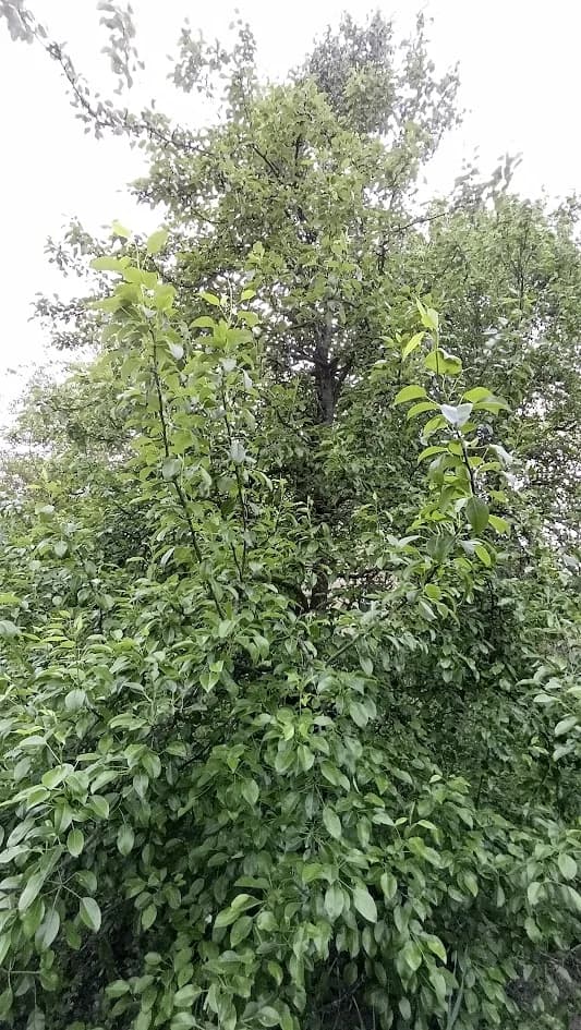 Груша обыкновенная (Pyrus communis)