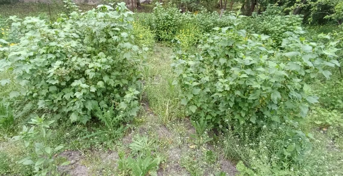 Смородина чёрная (Ribes nigrum)