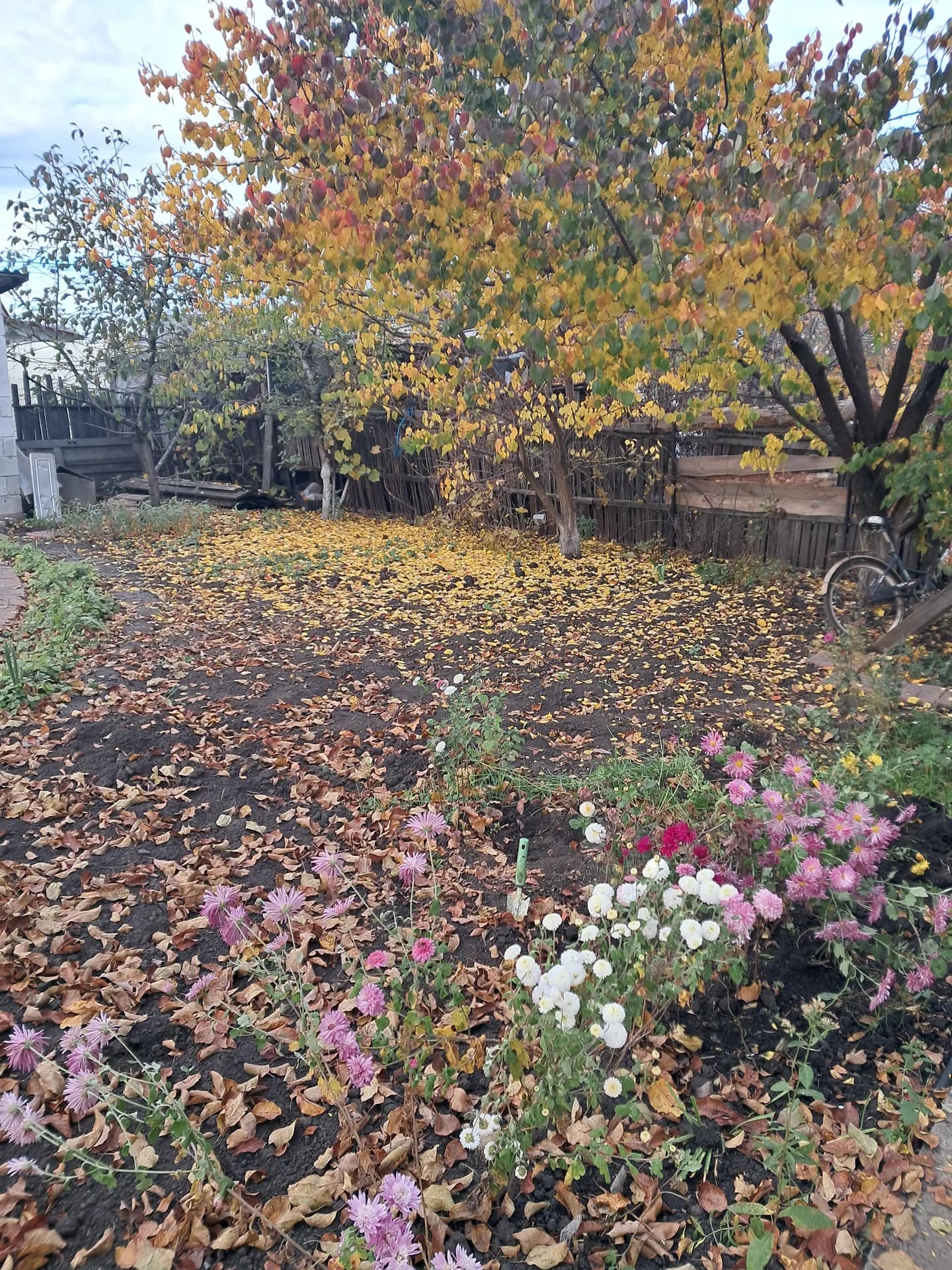 Хризантемные краски осени.