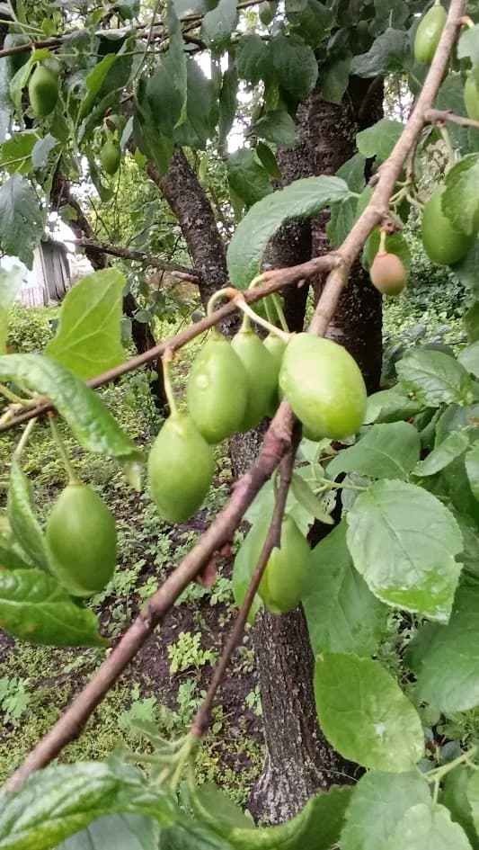 Слива домашняя (Prunus domestica)