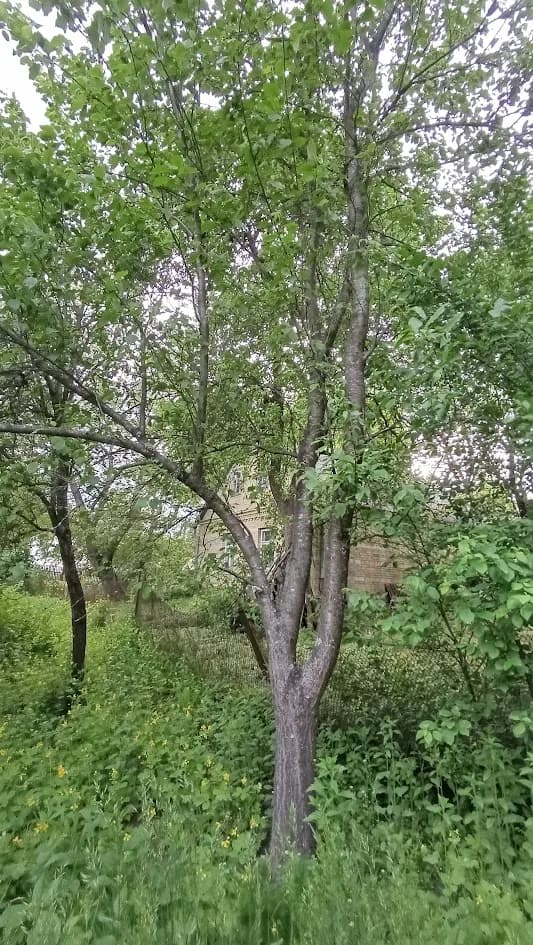 Слива домашняя (Prunus domestica)