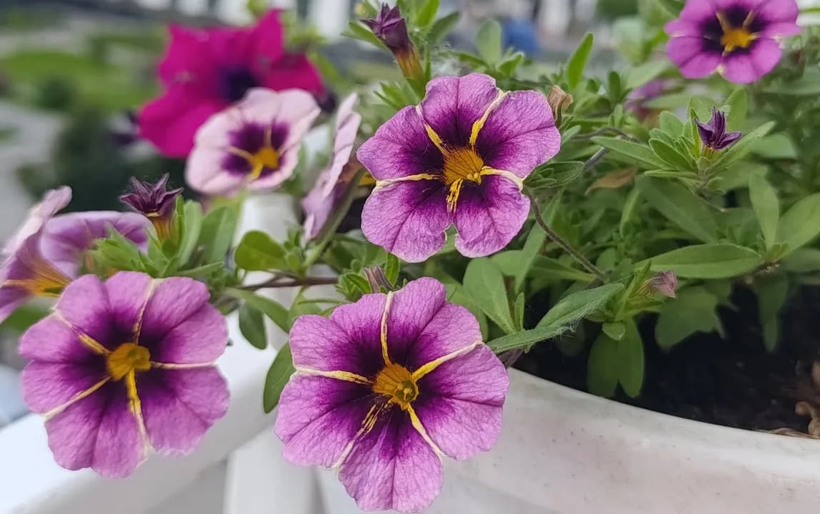 Мои балконные цветы