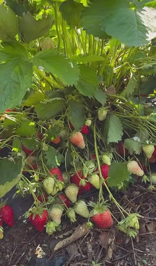 Как позаботиться о клубнике летом