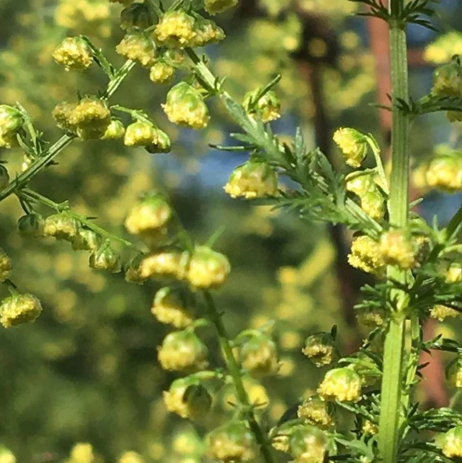 Полынь однолетняя, артемизия однолетняя (Artemisia Annua)