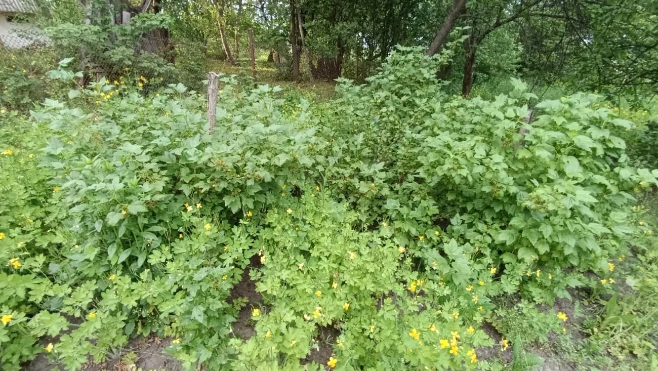 Смородина чёрная (Ribes nigrum)