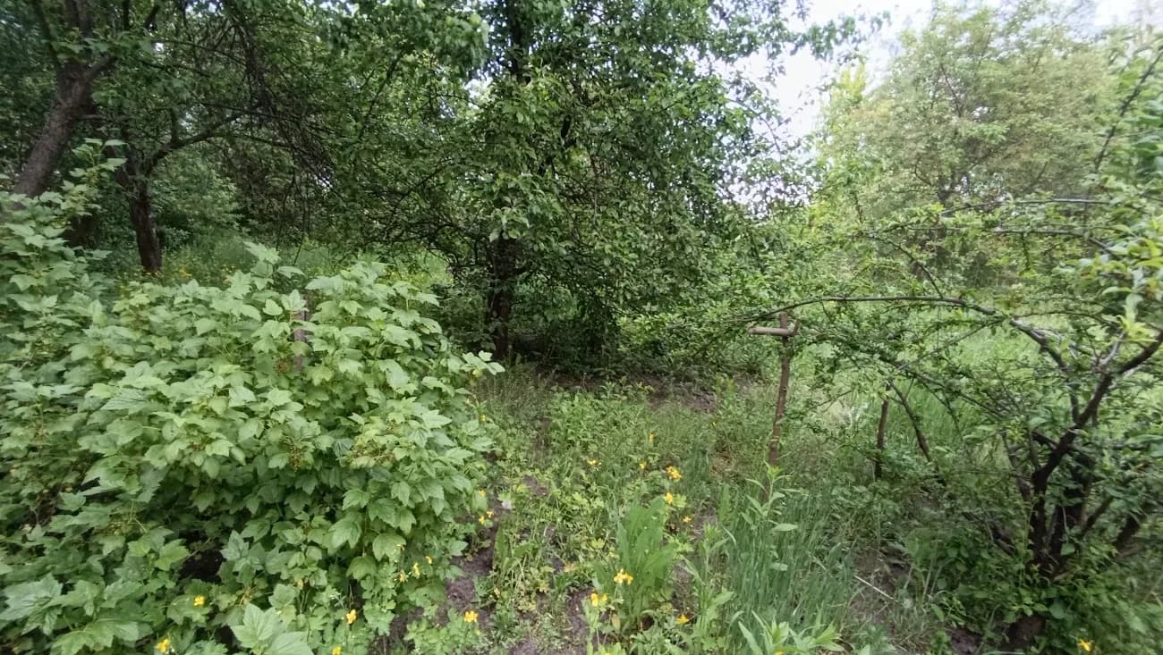 Смородина чёрная (Ribes nigrum)