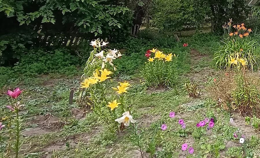 Как спасти старый цветник