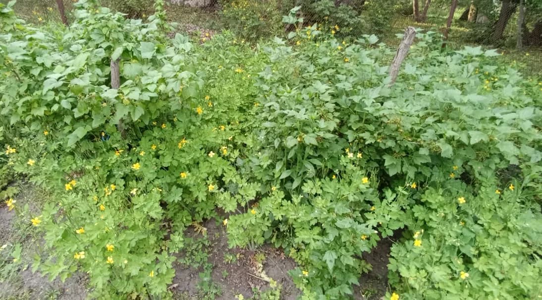 Смородина чёрная (Ribes nigrum)